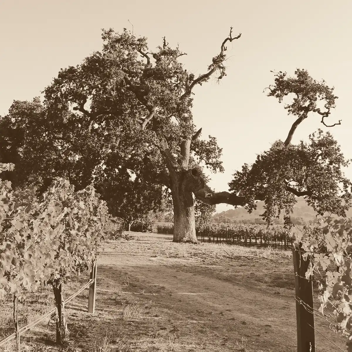 A large, gnarled tree stands in a vineyard, surrounded by rows of grapevines. The scene is in black and white, and the ground is covered with dry grass and dirt.